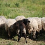 casa rural granja ovejas