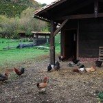 casa rural granja gallinas