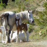 casa-rural-animales-caballos